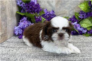 Chanel - puppy for sale
