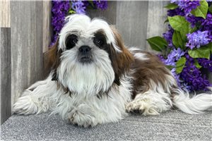 Callen - Shih Tzu for sale
