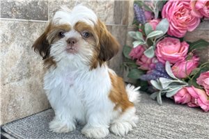 Chance - Shih Tzu for sale