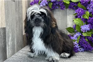 Caiden - Shih Tzu for sale