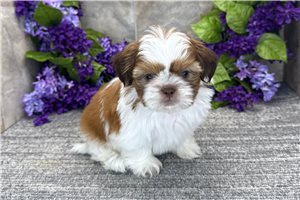 Chance - puppy for sale