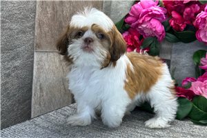 Chance - Shih Tzu for sale