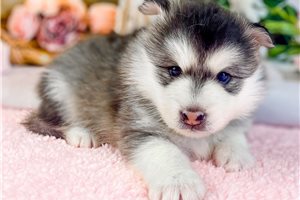Shiloh - puppy for sale