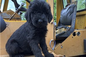 Cleopatra - puppy for sale