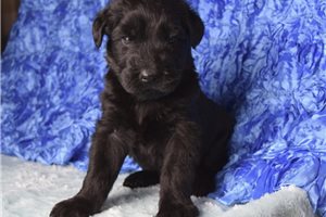 Zeus - puppy for sale