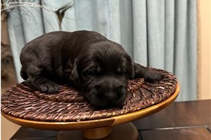 King - puppy for sale