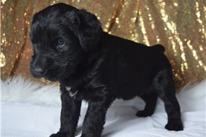 Josephine - puppy for sale