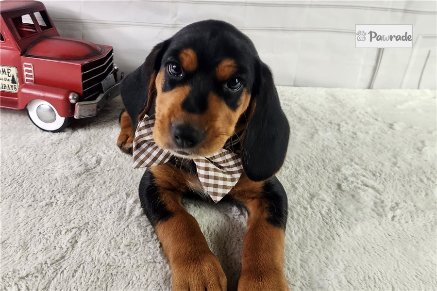 Vincent, male Beagle puppy for sale