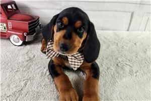 Vincent - Beagle for sale
