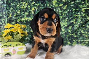 Vincent - Beagle for sale