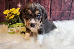 Augustus - Beagle for sale
