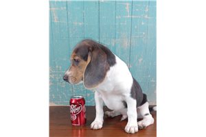 Briggs - Beagle for sale