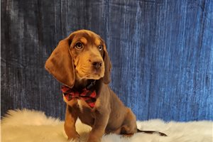Samson - Beagle for sale