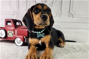 Vanna - Beagle for sale