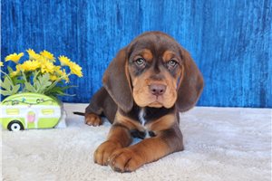 Copper - puppy for sale