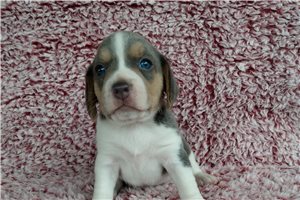 Andy - Beagle for sale