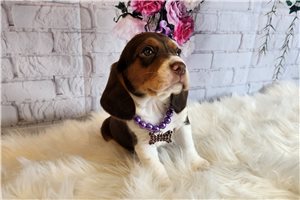 Abby - Beagle for sale