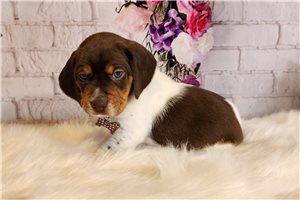 Ada - Beagle for sale