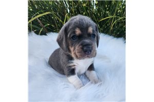 Davidson - puppy for sale