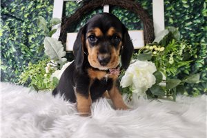 Vanna - Beagle for sale