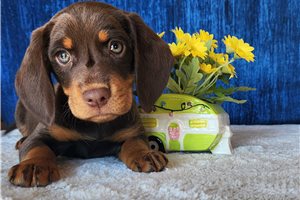 Bucky - Beagle for sale