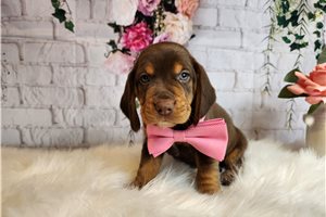 Hank - puppy for sale