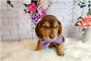 Leo - Beagle for sale