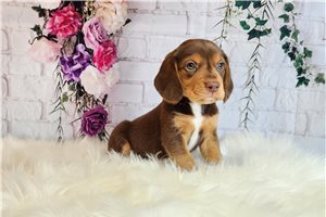 Billy - Beagle for sale