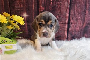Arlington - puppy for sale