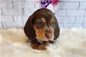 Camie - Beagle for sale