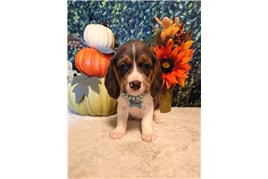 Beth - puppy for sale