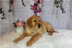 Zarah - puppy for sale