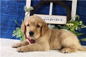 Trucker - Golden Retriever for sale