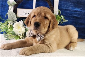 Theo - puppy for sale