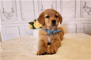 Owen - puppy for sale