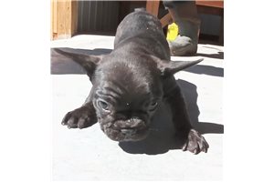 Lori - French Bulldog for sale