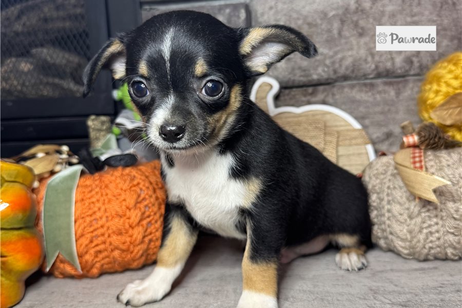 Ferris - Chihuahua for sale