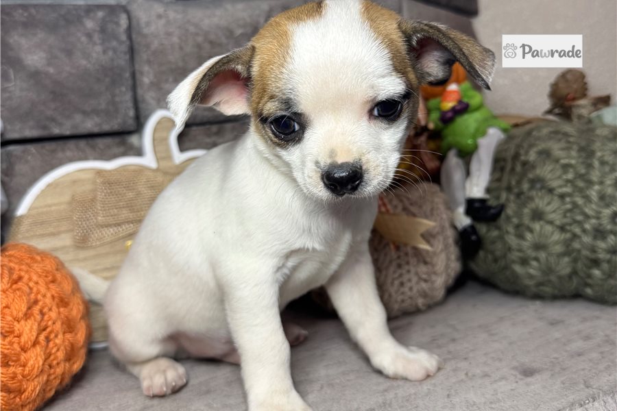 Fletcher - Chihuahua for sale