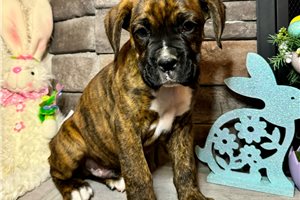 Lincoln - Boxer for sale
