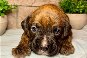 Lincoln - Boxer for sale
