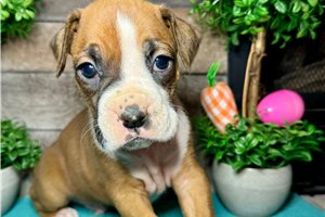 Lawrence - Boxer for sale