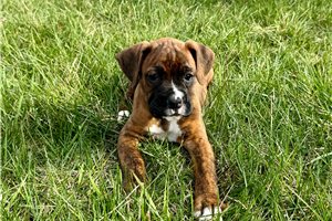 Lancaster - puppy for sale