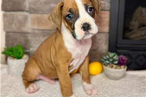 Lawrence - Boxer for sale