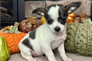 Elias - Chihuahua for sale