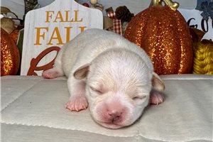 Flora - puppy for sale