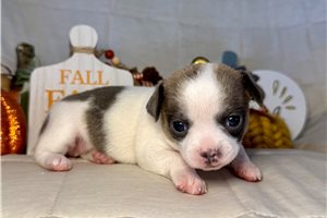 Everly - Chihuahua for sale