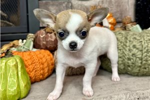 Ethan - Chihuahua for sale