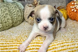 Everly - Chihuahua for sale