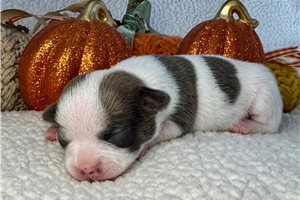 Everly - Chihuahua for sale