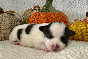 Elias - puppy for sale